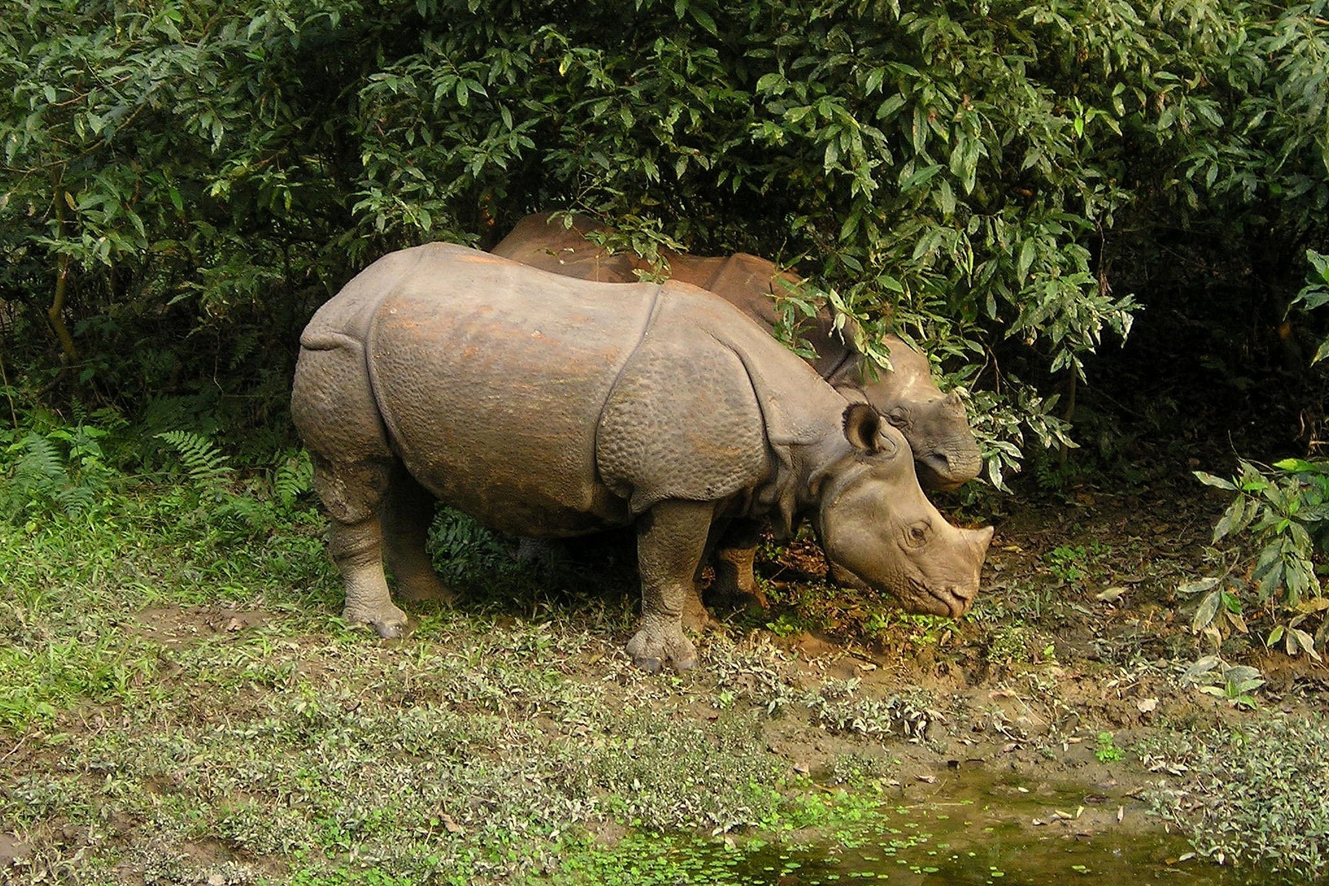 Chitwan Lumbini Pokhara Tour